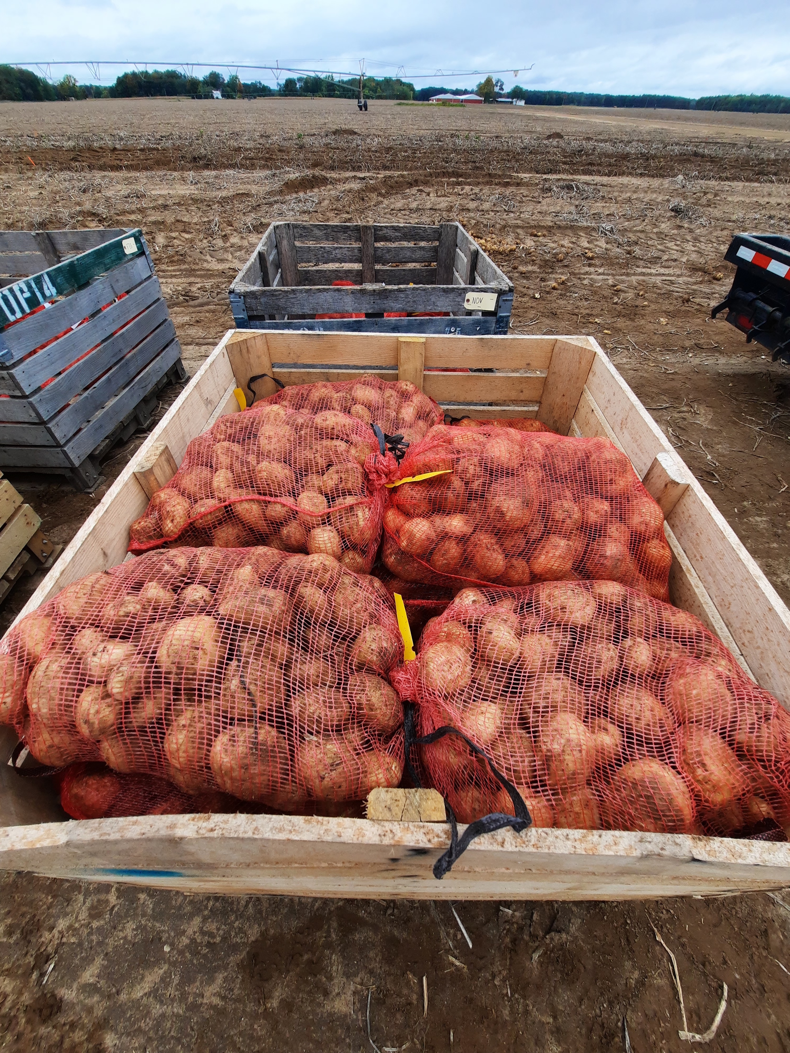 Bins full of harvest potatoes.